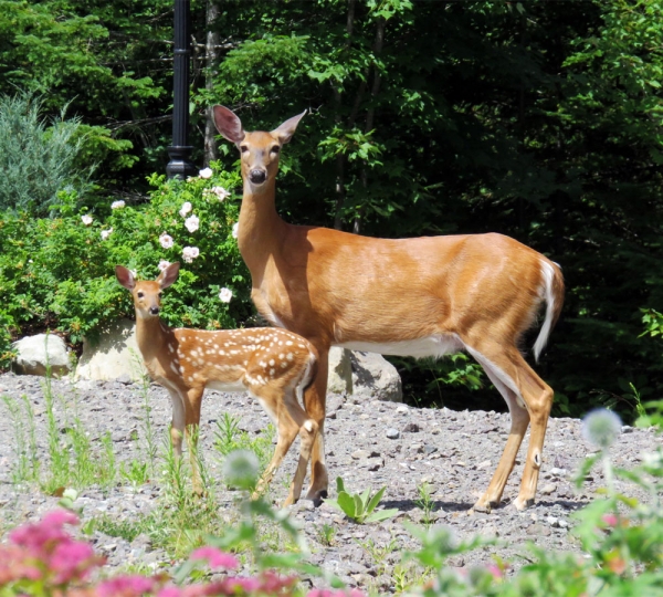 Projet domiciliaire Laurentides Domaine des 4 Collines Projet domiciliaire Laurentides Domaine des 4 Collines